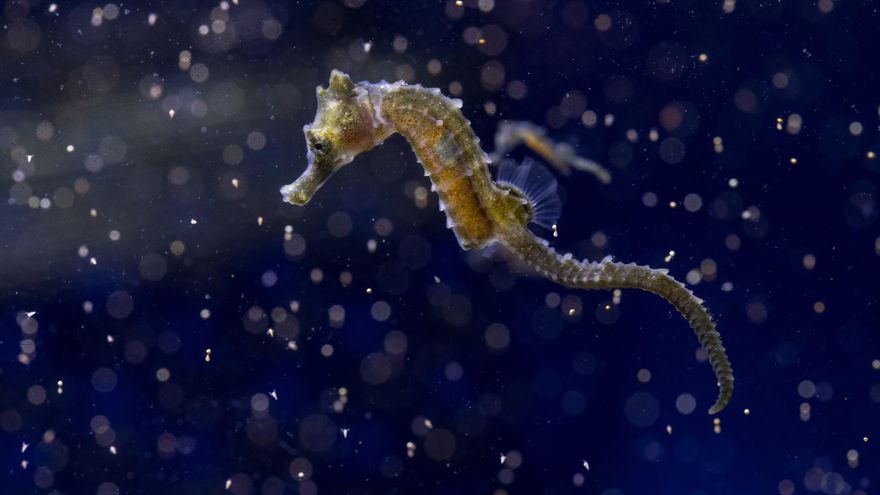 Un caballito de mar en Eivissa.