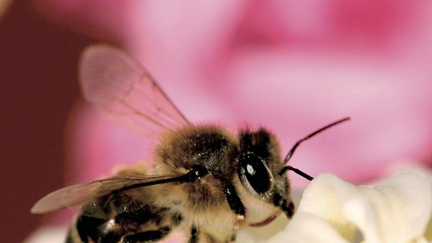 Los apicultores denuncian ante el juzgado al Cabildo de El Hierro por delito ambiental