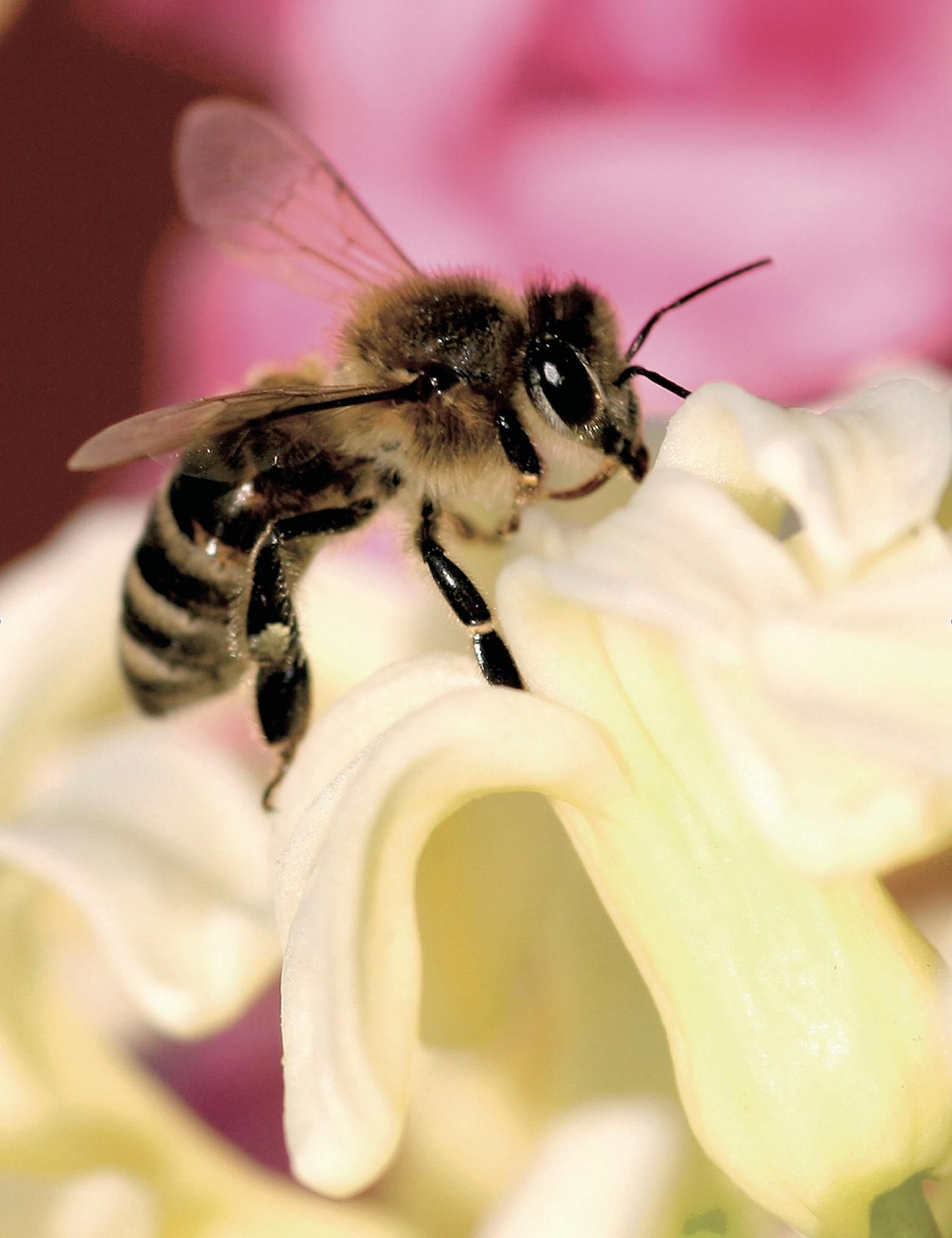Imagen de la abeja negra canaria (Apis mellifera).