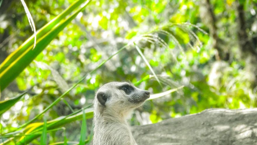 Suricatas, titíes, flamencos y dantas: así ha sido el baby boom que celebra el Zoológico de Cali
