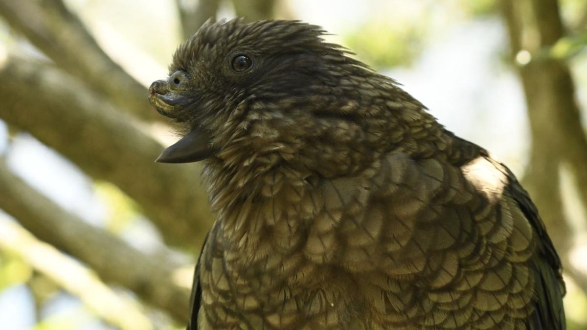 De marginado a líder: un loro con discapacidad escala posiciones y redefine el orden social al convertirse en macho alfa