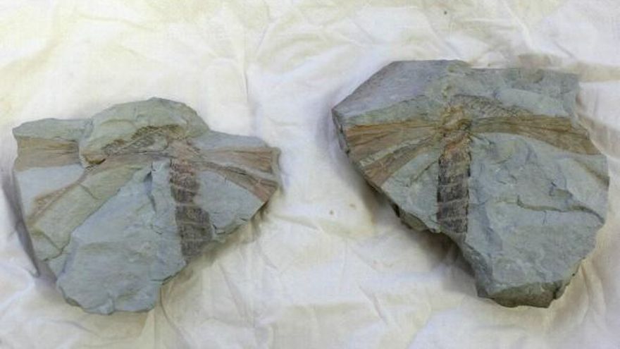 César Sánchez / ICAL Posible fósil de una libélula descubierto por la Asociación Mineralógica Aragonito Azul de Bembibre (León).