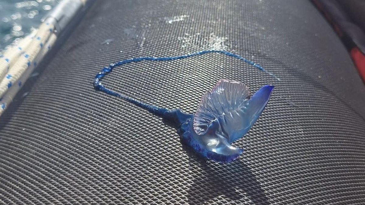 ''No las toques, ni siquiera si parecen muertas'': precaución en tres playas de Tenerife por la carabela portuguesa