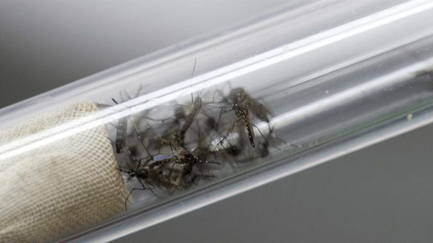 Sanidad confirma 23 casos de zika en España, entre ellos dos embarazadas
