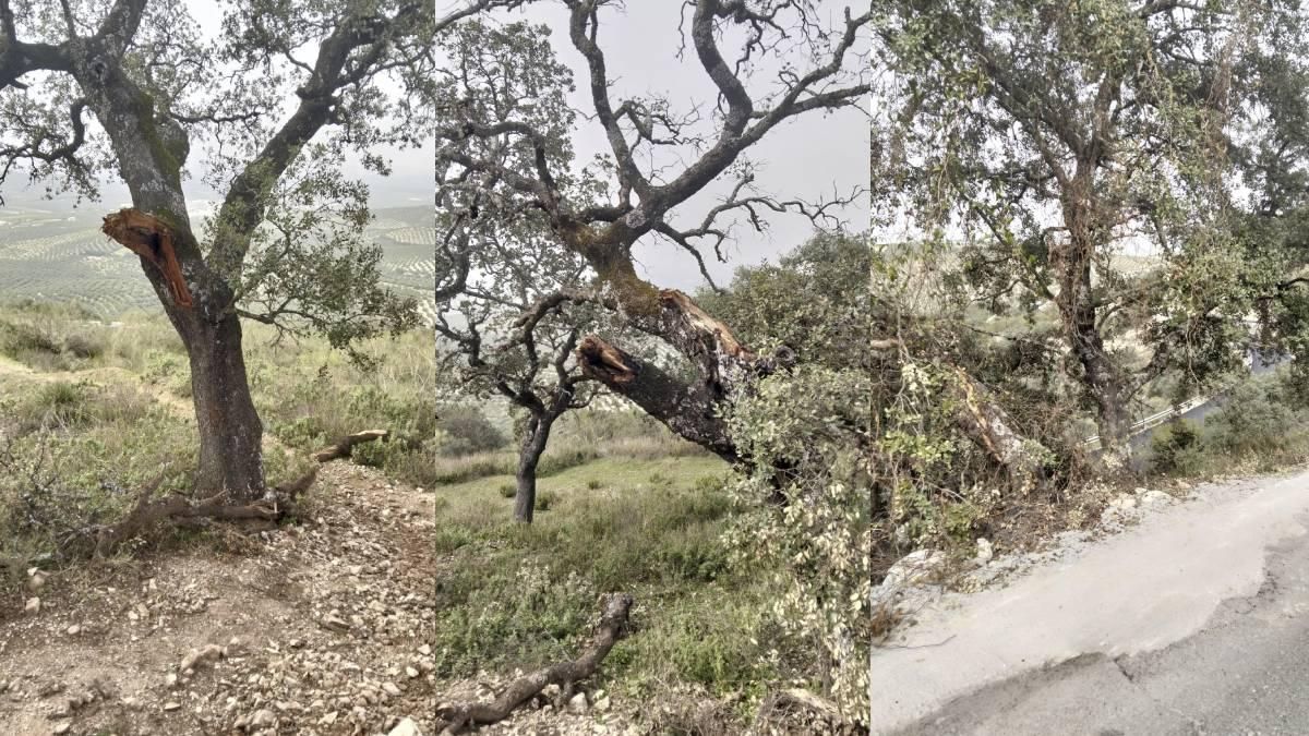 Denuncian la "destrucción" de encinas y el hormigonado en las obras de la carretera de la Sierra de Aras