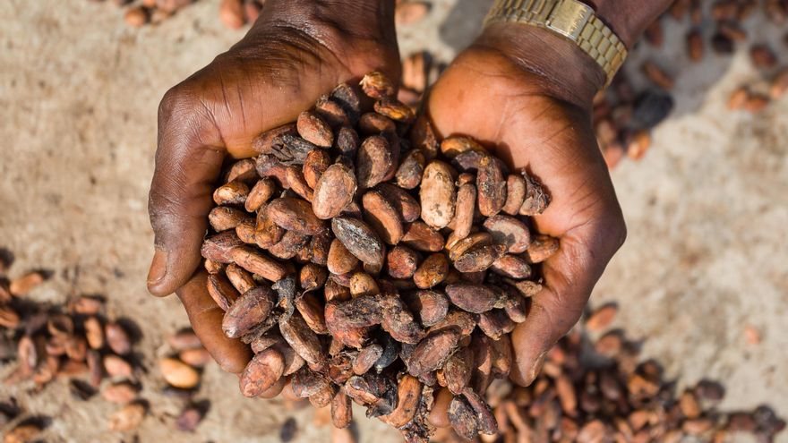 El precio internacional del cacao retoma la senda alcista en mayo hasta rozar los 10.900 dólares por tonelada