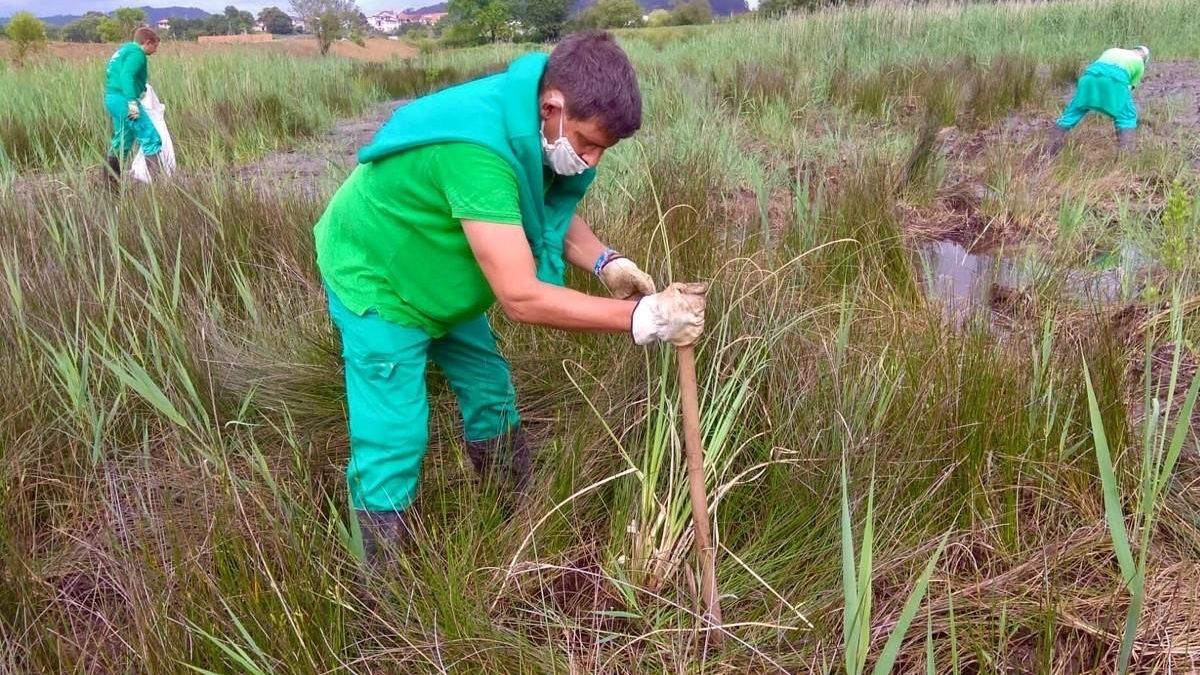 Labores de limpieza de plumeros a cargo del personal de AMPROS.