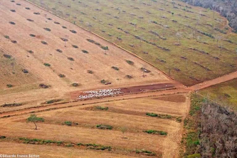 Deforestación para instalar la ganadería en la Chiquitania, Bolivia. Foto: Eduardo Franco Berton