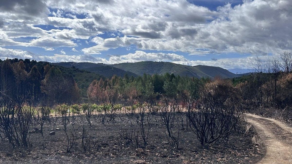 Una de las viñas de Banzao, en San Pedro de Olleros, entre la negrura del incendio de Veguellina.