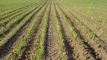 Una plantación de maíz.