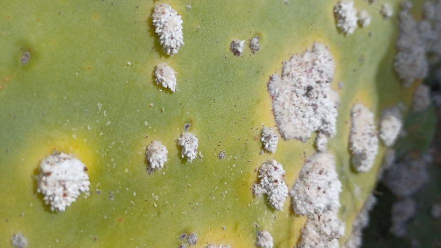 En la imagen, cochinilla basta del carmín o silvestre (Dactylopius opuntiae) en una e penca de tunera.