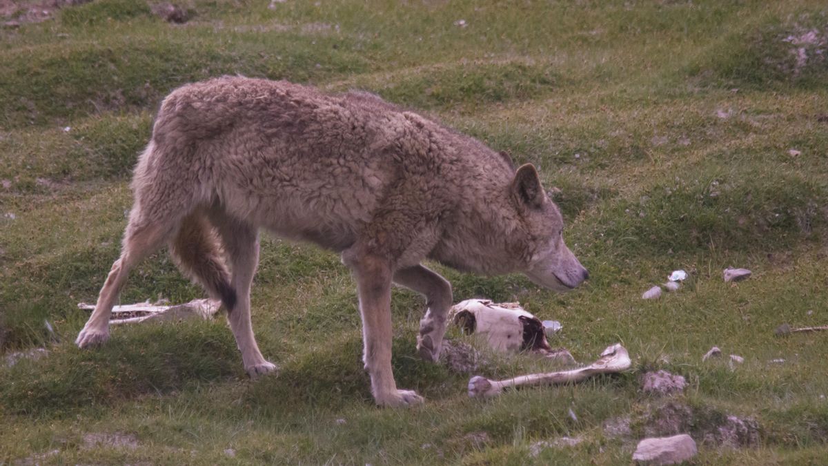El cánido de la zona adapta su dieta al entorno