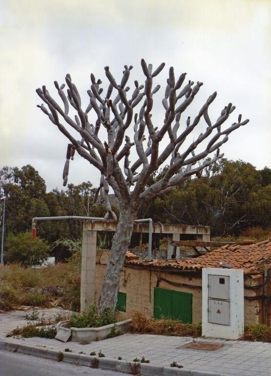 Drago muerto en la carretera Arucas-Teror (Sergio Gil)