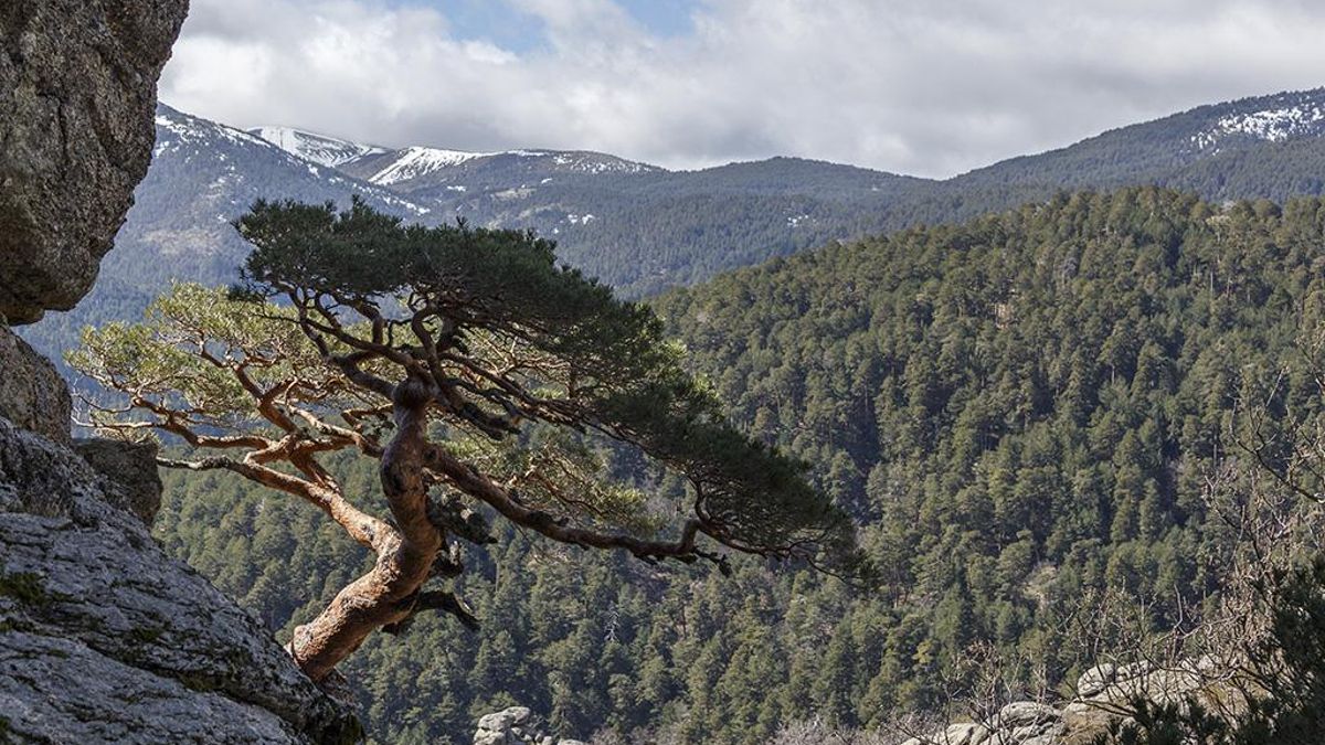 Estos dos montes segovianos suman 10.000 hectáreas y acogen hasta 210 especies diferentes de animales