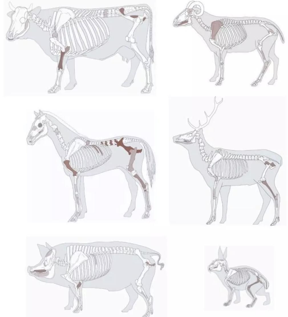 Las marcas de corte, la variedad de partes consumidas y la ausencia de restos quemados evidencian una preparación cuidada