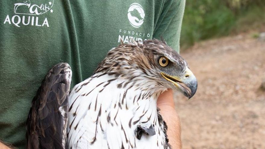 Foto cedida por GREFA de un águila de Bonelli capturada para su marcaje con GPS en Mallorca.