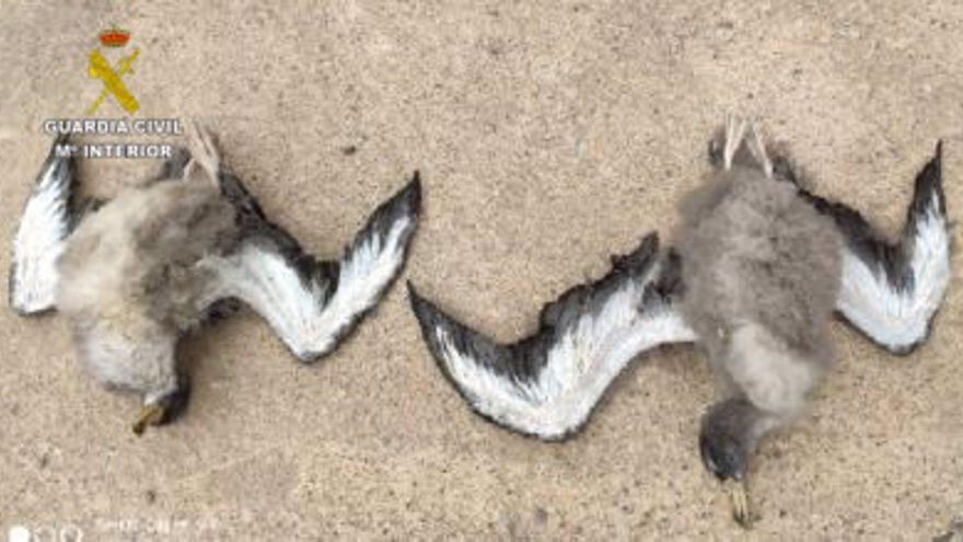 Pardelas muertas requisadas a unos cazadores furtivos en Fuerteventura