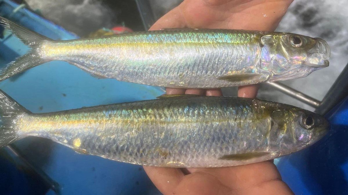 Dos ejemplares de alacha 'Sardinella aurita' capturados en aguas gallegas y que muestran por primera vez la presencia de esta especie en esta zona.