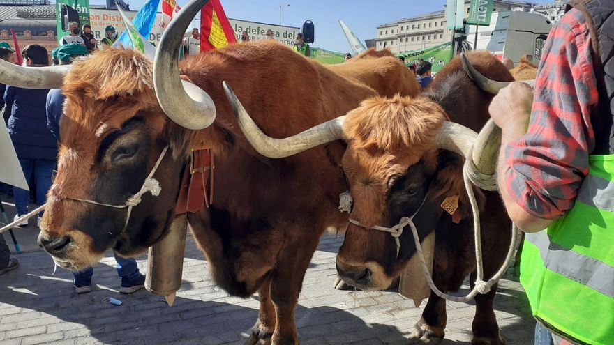 Bueyes en la manifestación. Unión de Uniones