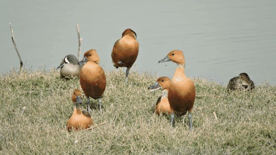 Aves paralizadas y estampidas de lobos marinos: los impactos de la pirotecnia en animales
