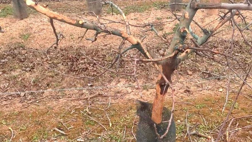La plaga de conejos afecta a más de 50.000 hectáreas en Aragón con daños en más del 30% de su producción