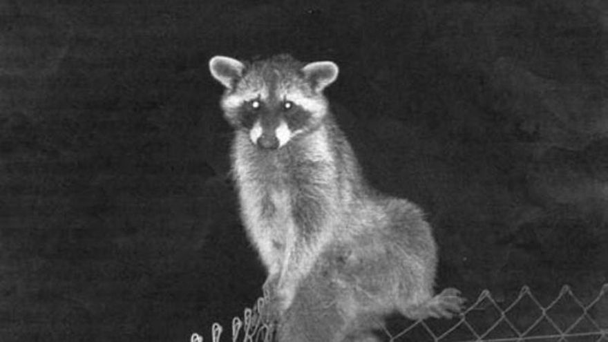 Buena imagen, mala fama: los 'simpáticos' mapaches que proliferan en Mallorca amenazan a la fauna local