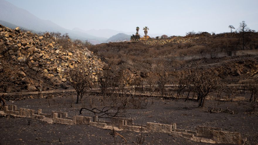 Árboles calcinados por el fuego de agosto en El Paso, La Palma