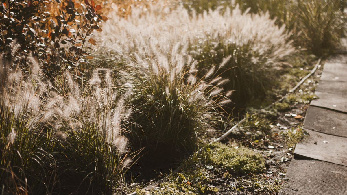 Seleccionar algunas plantas ornamentales le dará el toque de la textura y el color a tu balcón