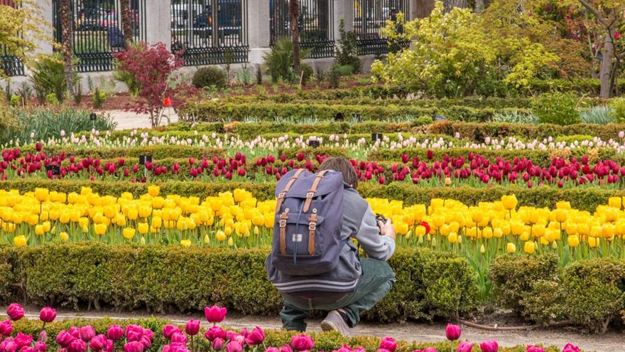 마드리드 식물원에 피는 튤립: 무료로 튤립을 보는 방법, 날짜 및 시간