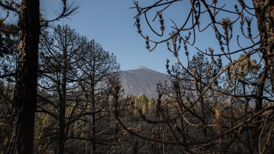 Ejemplares de pinar afectados por las llamas en el municipio de San Juan de La Rambla