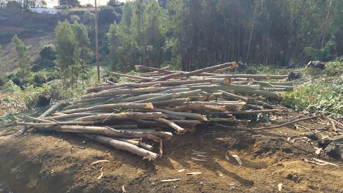 Tala de eucaliptos con maquinaria prohibida en alerta por incendio en Gran Canaria