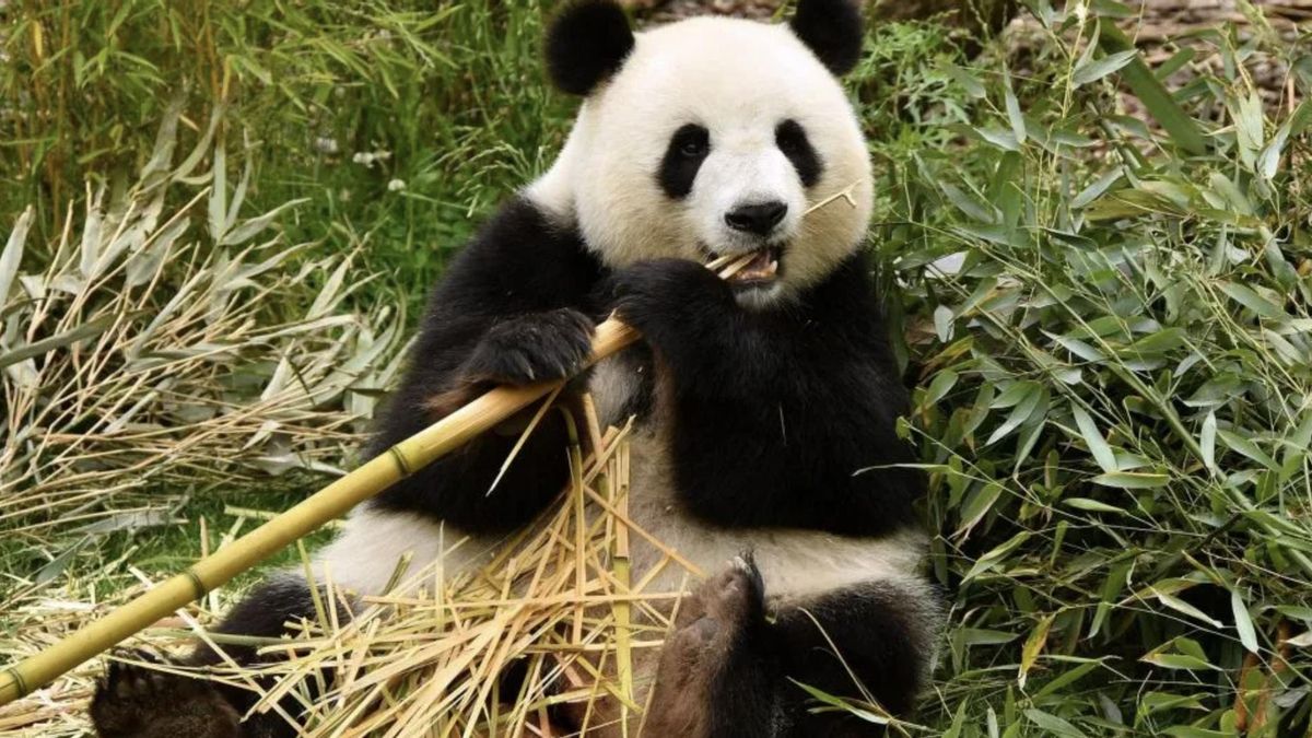 Día del Oso Panda: ¿Por qué se celebra el 16 de marzo?
