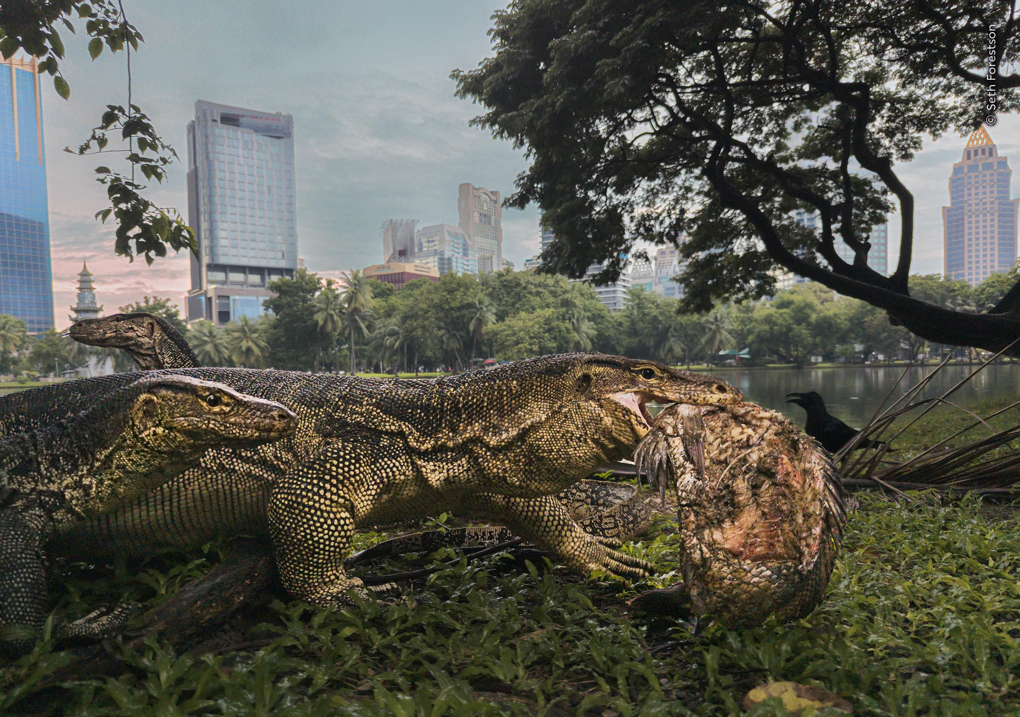 'Jungla urbana', Premio Vida salvaje urbana