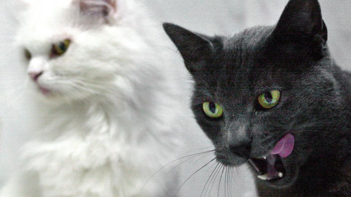 Imagen de archivo de un gato persa blanco de ojos verdes, junto a un gato negro.