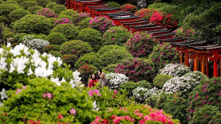 Desarrollan un sistema para analizar la fotosíntesis desde el espacio