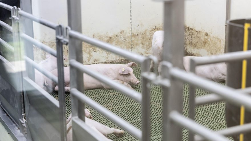 Una de las líneas de investigación del CReSA es el desarrollo de vacunas contra la peste porcina. Algunas se están ensayando ya en cerdos.