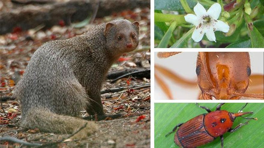 La hormiga de fuego y el pez que obligó a vaciar un embalse, nuevas especies invasoras en España