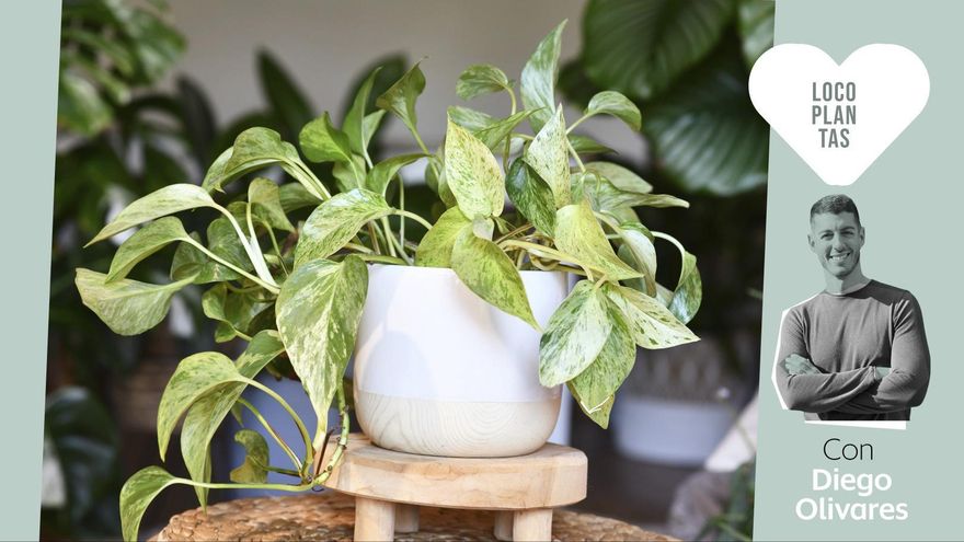 La planta que todo lo resiste también necesita cuidados: guía para mantener tus potos