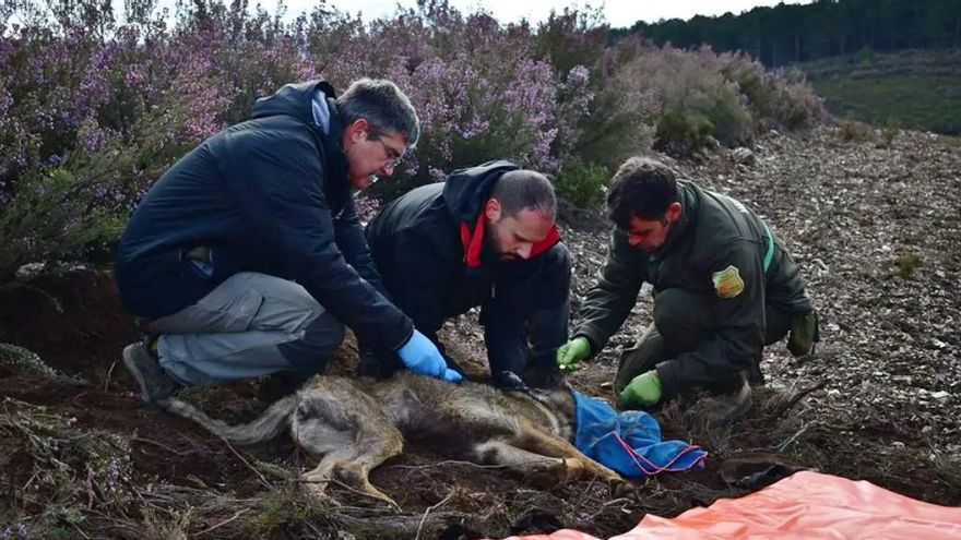 Castilla y León forma un 'ejército' de funcionarios para capturar, radiomarcar y hacer un seguimiento real de los lobos