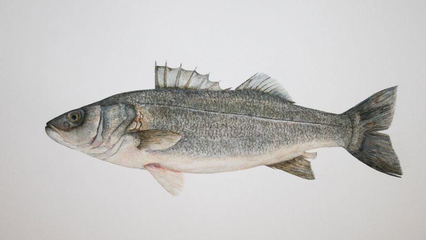'Lubina' .Plumilla a tinta china de color sobre papel de acuarela de Juan Heredia Gil