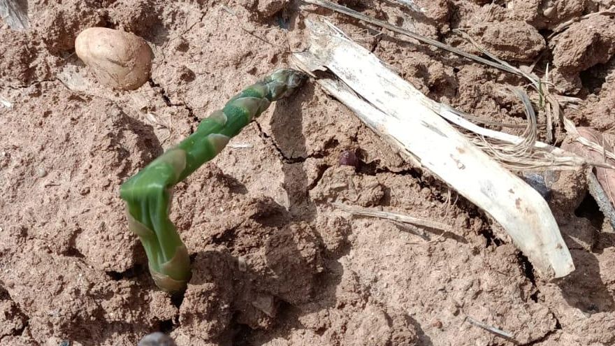 Espárragos en Guadalajara