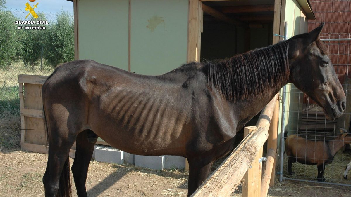 Investigado un vecino de Ribafrecha por arrancar el microchip a un caballo y abandonarlo en extrema desnutrición