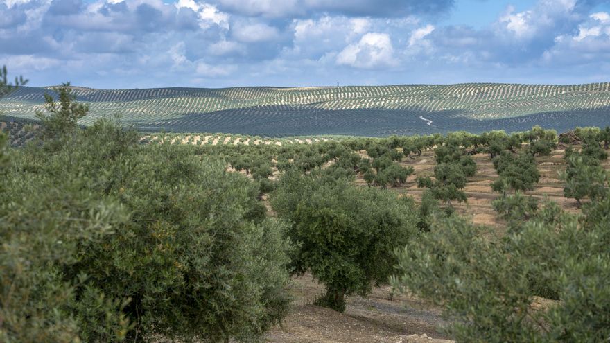 El sector del olivar se juega su cosecha en septiembre bajo el efecto del calor extremo