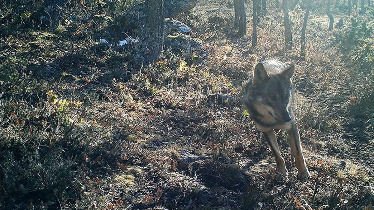 Archivo - Ejemplar de lobo en Cantabria.- Archivo