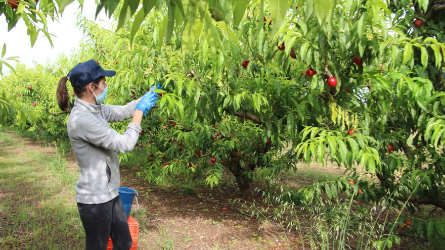 El II Foro virtual de Mujeres Cooperativistas avanzará en la incorporación efectiva de la mujer al cooperativismo agroalimentario