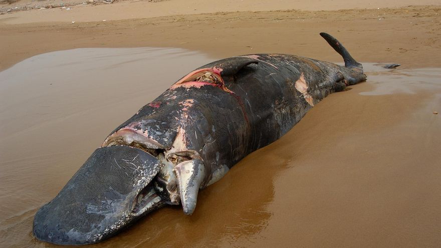 Solo un límite de velocidad a los buques evitará la mutilación de ballenas en el Mediterráneo