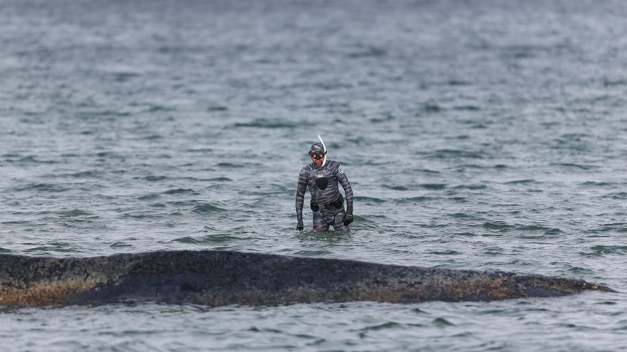 A Timmy le faltan fuerzas: la ballena varada en costa alemana del Báltico vuelve a nadar pero no despega