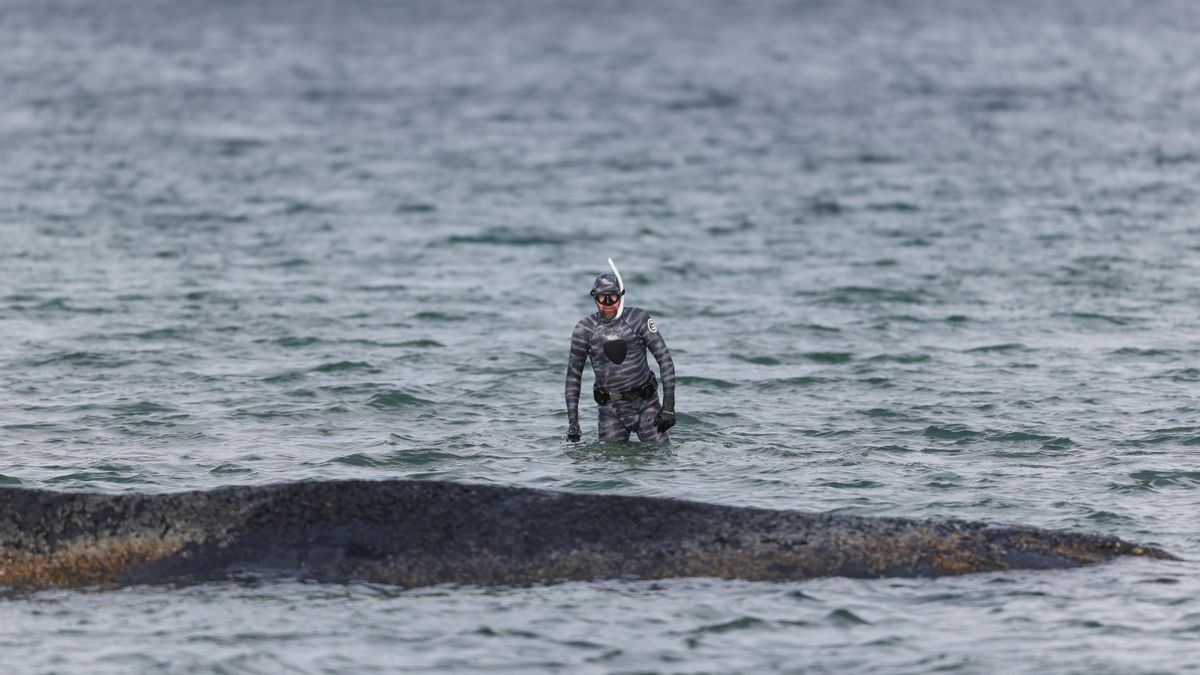 A Timmy le faltan fuerzas: la ballena varada en costa alemana del Báltico vuelve a nadar pero no despega