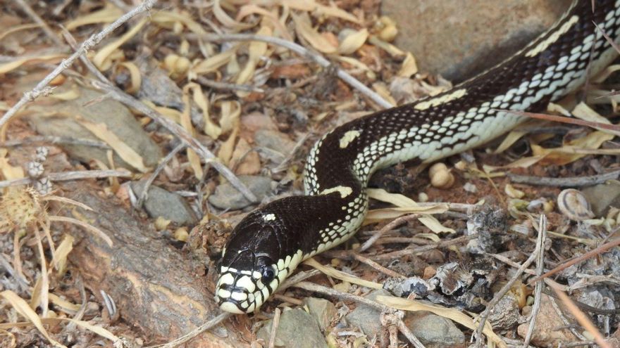Serpiente californiana en Gran Canaria