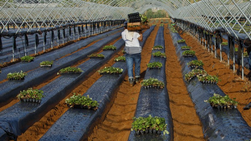 Las explotaciones agrícolas recurren cada vez más a la búsqueda digital de mano de obra